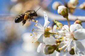 QUERCUS E APICULTORES EXIGEM “MAIS EMPENHO” NO COMBATE À VESPA ASIÁTICA