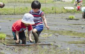 JAPÃO VAI RETOMAR EXPORTAÇÕES DE ARROZ PRODUZIDO EM FUKUSHIMA