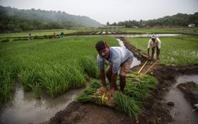 MOÇAMBIQUE PREVÊ DIMINUIR DEPENDÊNCIA DE IMPORTAÇÃO DE ARROZ ATÉ 2020