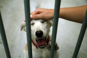 UMA CENTENA DE ANIMAIS ABANDONADOS ESPERA EM GAIA POR UM NOVO LAR