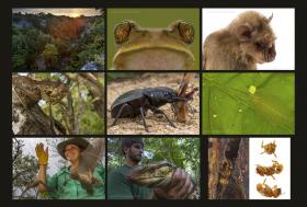 MUSEU DE HISTÓRIA NATURAL DE MAPUTO RECEBE “TESOUROS” DA GORONGOSA