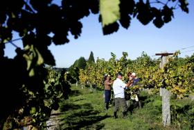 EXPORTAÇÕES DE VINHO VERDE SUBIRAM 14,2%, ALEMANHA LIDERA COMPRAS
