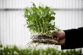 BRUXELAS QUER REFORÇAR AJUDAS A AGRICULTORES AFETADOS POR EMBARGO RUSSO