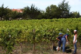 COLHEITA DE UVA NA REGIÃO TEJO DEVE PRODUZIR 50 MILHÕES DE LITROS DE VINHO