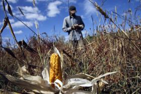 ANTIGO MILHO DE SEQUEIRO CONTINUA A DAR PÃO NA SERRA DA LOUSÃ