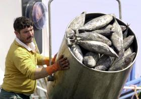 PESCADORES DOS AÇORES REGISTAM QUEDA “BRUTAL” DE 50% NA SAFRA DO ATUM