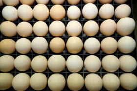 ASAE APREENDE 775 MIL OVOS FRESCOS E 19,8 TONELADAS DE OVOPRODUTO EM LEIRIA