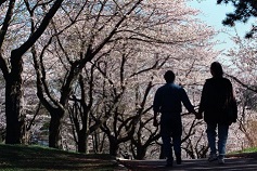 Foto de arquivo de cerejeiras em flor no High Park. The Canadian Press/Frank Gunn