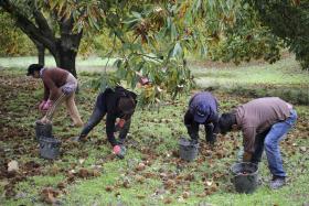 CHINESES INVESTEM NA CASTANHA DE VINHAIS PARA ENTRAR NO MERCADO EUROPEU