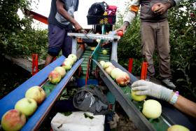 MAÇÃ DE ALCOBAÇA ESTIMA ATINGIR 50 MIL TONELADAS ATÉ AO FINAL DA COLHEITA