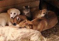 MUNICIPIOS DE ‘NEWFOUNDLAND AND LABRADOR’ QUEREM LIMITE DE ANIMAIS POR HABITAÇÃO