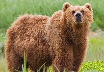 APÓS ATAQUE DE URSO EM FERNIE, HOMEM TRANSPORTADO PARA HOSPITAL DE CALGARY