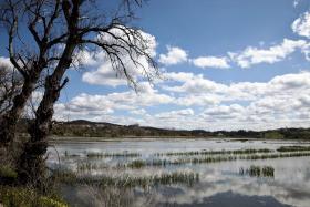 PRODUÇÃO DE ARROZ NA GUINÉ-BISSAU DEVERÁ REGISTAR QUEBRA DE 36%