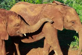 DESTRUIÇÃO DE CULTURAS POR ELEFANTES PREOCUPA AUTORIDADES ANGOLANAS