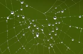 INVESTIGADORES JAPONESES DESENVOLVEM SEDA HÍBRIDA COM GENES DE ARANHA