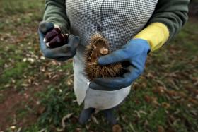DOENÇAS E PROCURA EXTERNA PRESSIONAM PREÇO DA CASTANHA