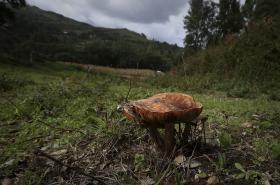 MONCHIQUE APOSTA NOS COGUMELOS SELVAGENS PARA FORTALECER A ECONOMIA