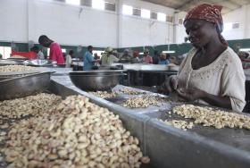 MOÇAMBIQUE AUMENTA COMÉRCIO DE CASTANHA DE CAJU