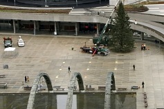 A árvore de Natal oficial de Toronto é instalada na Nathan Phillips Square - 8 de novembro de 2014. CIDADE DE TORONTO.