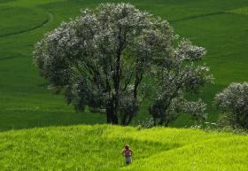 CENTENAS DE PLANTAS RARAS EM RISCO DE EXTINÇÃO NO CERRADO BRASILEIRO – ESTUDO
