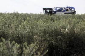 GNR APREENDE QUATRO TONELADAS DE AZEITONA FURTADAS NA ZONA DE MOURA