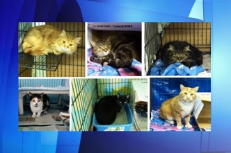 Estes são alguns dos felinos que terão novos lares adotivos em Toronto. TORONTO CAT RESCUE