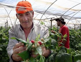 FRUTOS VERMELHOS E PEIXES GORDOS AJUDAM A ALIVIAR A DOR ONCOLÓGICA – ESPECIALISTAS