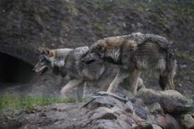 ALDEIA DO CONCELHO DE MOGADOURO RECUPERA “CHOCALHADA” PARA AFASTAR PRAGAS E LOBOS DA ALDEIA