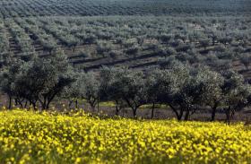 ASSOCIAÇÃO DO ALENTEJO AJUDA A PRESERVAR MÚSICA TRADICIONAL DE TRÊS PAÍSES LUSÓFONOS