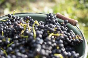 MANIFESTAÇÃO HOJE NO PORTO CONTRA O ALARGAMENTO DA PRODUÇÃO DE VINHOS ALVARINHO