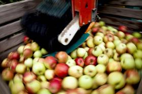 PORTUGAL QUER DUPLICAR EXPORTAÇÕES DE FRUTAS E LEGUMES DENTRO DE CINCO ANOS