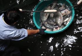 ONG TAILANDESAS APELAM À NÃO UTILIZAÇÃO DE PRESOS NA INDÚSTRIA PESQUEIRA