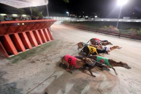 ORDENADA INVESTIGAÇÃO POR MAUS-TRATOS A ANIMAIS EM CORRIDAS DE GALGOS NA AUSTRÁLIA