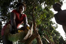 UE DISPONIBILIZA 1,5 ME PARA PROJETOS NO SETOR DO CAJU NA GUINÉ-BISSAU