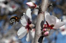 MUNICÍPIOS DO DOURO SUPERIOR ARTICULAM FESTEJOS DAS AMENDOEIRAS EM FLOR