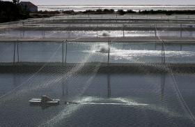 AQUACULTURA E RAMO AGROALIMENTAR SOB INTERESSE ESTRANGEIRO NA FIGUEIRA DA FOZ