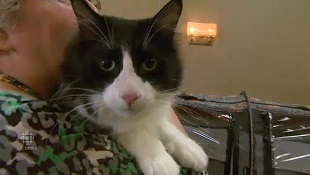 Tobias Tuxington, um candidato não-oficial a presidente de Winnipeg, no ano passado, é um dos 750 moradores do Craig Street Cats. (CBC)