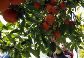 IDENTIFICADA NOVA PRAGA EM CITRINOS DO GRANDE PORTO