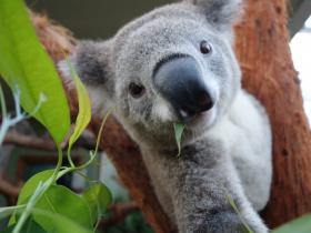 AUSTRÁLIA ABATE CENTENAS DE KOALAS