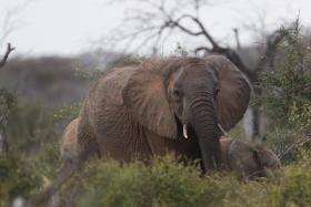 ELEFANTE AFRICANO AMEAÇADO DE EXTINÇÃO A CURTO PRAZO DEVIDO AO TRÁFICO DE MARFIM