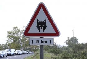 MORTE DE UM DOS SEIS LINCES IBÉRICOS LIBERTADOS EM PORTUGAL É NORMAL – MINISTRO