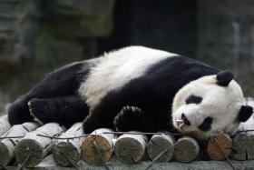 POPULAÇÃO DE PANDAS GIGANTES ESTÁ A AUMENTAR NA CHINA — ESTUDO