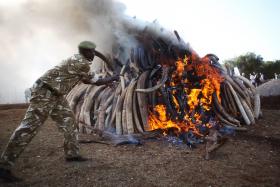PR DO QUÉNIA QUEIMA 15 TONELADAS DE MARFIM, MAIOR VOLUME JÁ CREMADO EM ÁFRICA