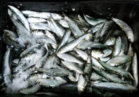 ORGANIZAÇÕES DE PESCA FICAM COM 97% DA QUOTA DE PESCA DA SARDINHA