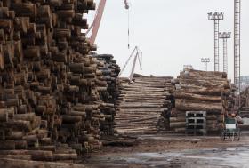 GOVERNO GUINEENSE DECRETA MORATÓRIA DE CINCO ANOS PARA CORTE DE ÁRVORES