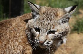 FÊMEA DE LINCE IBÉRICO ENCONTRADA MORTA FOI ENVENENADA – ICNF