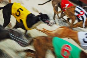 MAIS DE 50 GALGOS ENCONTRADOS MORTOS NA AUSTRÁLIA