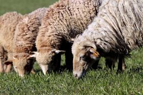 BORREGO ALENTEJANO É CADA VEZ MAIS PROCURADO POR PAÍSES DO NORTE DE ÁFRICA