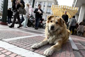 LIGA DOS DIREITOS DO ANIMAL APELA À DENÚNCIA DE MAUS-TRATOS PARA EVITAR CASOS DE MALVADEZ
