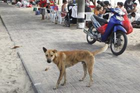 ENCONTRO NO TERREIRO DO PAÇO POR “MAIS E MELHOR PROTEÇÃO” PARA OS ANIMAIS